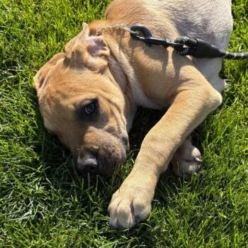 Blackberry -  Boxer and Pit Bull Terrier Dog for Adoption in Naperville, Illinois - Blackberry | PetCurious
