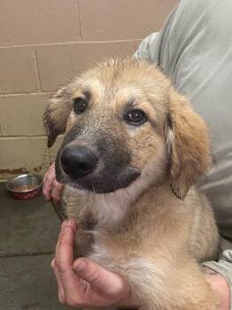 Great Pyrenees and Labrador Retriever Dogs Available for Adoption - Nyla | PetCurious