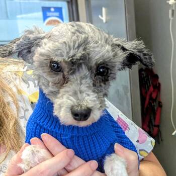 Bentley -  Shih Tzu and Miniature Poodle Dog for Adoption in Marysville, Ohio - Bentley | PetCurious