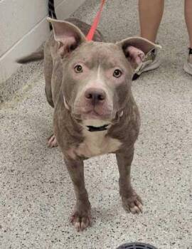 Delly -  Pit Bull Terrier and Mixed Breed Dog for Adoption in Kansas City, Missouri - Delly | PetCurious