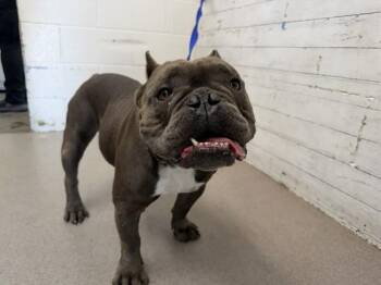 JAWS -  American Bulldog Dog for Adoption in San Bernardino, California - JAWS | PetCurious