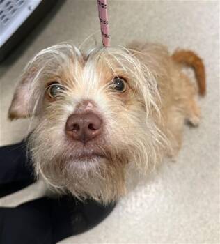 REXX -  Terrier Dog for Adoption in Newton, North Carolina - REXX | PetCurious