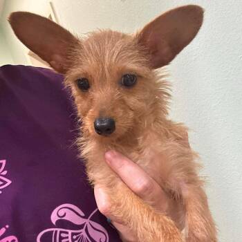 puppies- urgent fosters needed -  Mixed Breed Dog for Adoption in Blacksburg, Virginia - Puppies- Urgent Fosters Needed | PetCurious