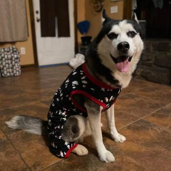 Diesel -  Husky Dog for Adoption - Diesel | PetCurious