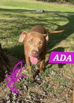 Ada -  Pit Bull Terrier and Boxer Dog for Adoption in Watertown, Connecticut - Ada | PetCurious