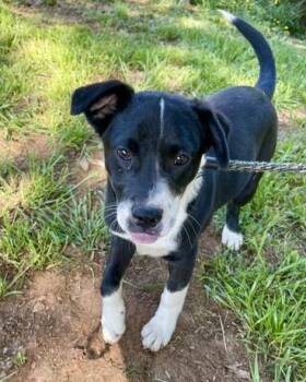 Terrier and Mixed Breed Dogs Available for Adoption in Malvern, Pennsylvania - Peanut | PetCurious