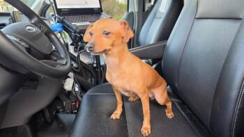 PEACH -  Chihuahua Dog for Adoption in Charlotte, North Carolina - PEACH | PetCurious