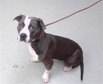 PINECONE -  Pit Bull Terrier and Mixed Breed Dog for Adoption in Omaha, Nebraska - PINECONE | PetCurious