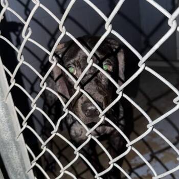 Spaghetti -  Mixed Breed Dog for Adoption in Gadsden, Alabama - Spaghetti | PetCurious
