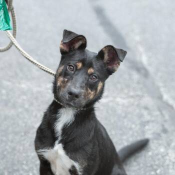 Pookie -  Mixed Breed Dog for Adoption in Chester Springs, Pennsylvania - Pookie | PetCurious