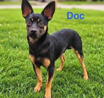 Doc -  Chihuahua and Miniature Pinscher Dog for Adoption in Fremont, Nebraska - Doc | PetCurious
