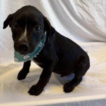 Zion -  Mixed Breed Dog for Adoption in Canal Winchester, Ohio - Zion | PetCurious