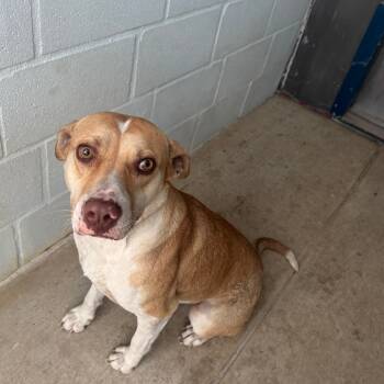 Rescue Shepherd and Labrador Retriever Dogs for Adoption in Denison, Texas - Grace | PetCurious