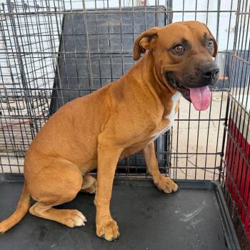Bevo -  Boxer Dog for Adoption in Edinburg, Texas - Bevo | PetCurious