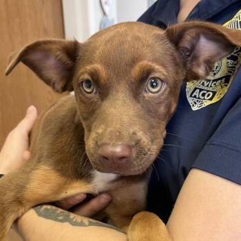 Kylo|Ross -  Doberman Pinscher and Mixed Breed Dog for Adoption in Jacksonville, Arkansas - Kylo|Ross | PetCurious