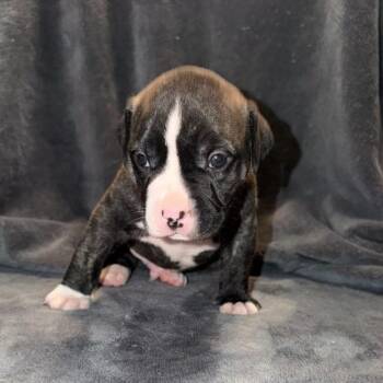 Stitch -  Terrier Dog for Adoption in Penfield, New York - Stitch | PetCurious