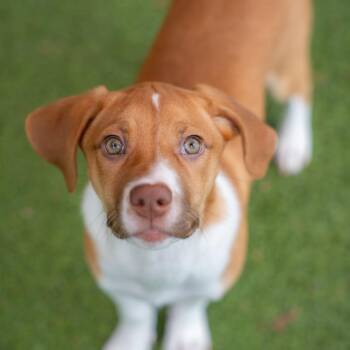 Thelma -  Labrador Retriever and Mixed Breed Dog for Adoption in Gainesville, Georgia - Thelma | PetCurious
