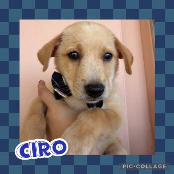 Ciro -  Labrador Retriever and Chihuahua Dog for Adoption in Ringwood, New Jersey - Ciro | PetCurious