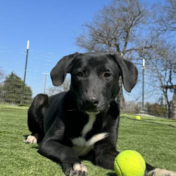 Labrador Retriever and Beagle Dogs Available for Adoption in Brookeville, Maryland - June Bug | PetCurious