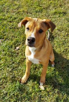 Rescue Labrador Retriever Dogs for Adoption in New Bern, North Carolina - Eugene | PetCurious