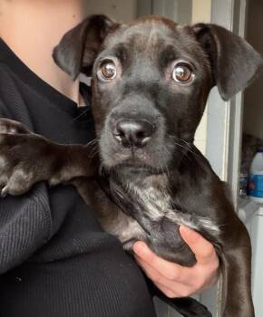 Darla -  Boxer and Mixed Breed Dog for Adoption in Lindenhurst, New York - Darla | PetCurious