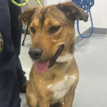 Isla -  Mixed Breed Dog for Adoption in Fredericksburg, Virginia - Isla | PetCurious