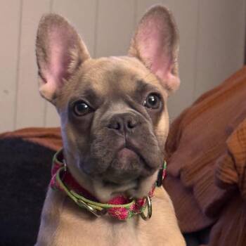 Ravioli -  French Bulldog Dog for Adoption in Sinking Spring, Pennsylvania - Ravioli | PetCurious