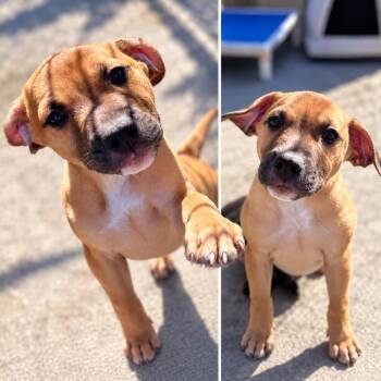 Lucio -  Mixed Breed Dog for Adoption in Uniontown, Pennsylvania - Lucio | PetCurious