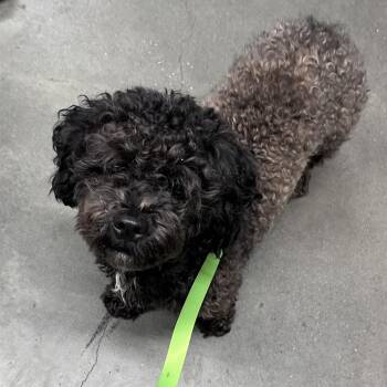 Brownie -  Miniature Poodle Dog for Adoption in Tampa, Florida - Brownie | PetCurious