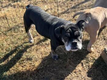 Rescue English Bulldog Dogs for Adoption in Lutz, Florida - Vivienne | PetCurious