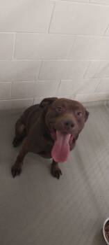 Rescue Labrador Retriever and Mixed Breed Dogs for Adoption in Willmar, Minnesota - Hubba Bubba | PetCurious