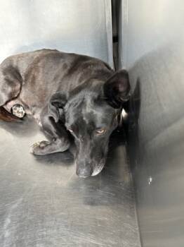 Rescue Shepherd and Mixed Breed Dogs for Adoption in Fort Worth, Texas - 59789561 | PetCurious