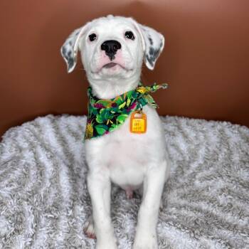 Tommy -  German Shorthaired Pointer and Labrador Retriever Dog for Adoption in San Antonio, Texas - Tommy | PetCurious