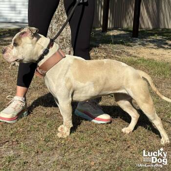 Pit Bull Terrier Dogs Available for Adoption in Washington, District Of Columbia - Ms. Peaches | PetCurious