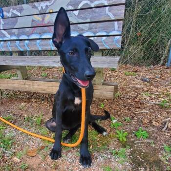 Cypress -  Mixed Breed Dog for Adoption in Milton, Florida - Cypress | PetCurious