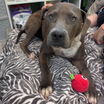 Sadie -  American Staffordshire Terrier and Mixed Breed Dog for Adoption in Emporia, Kansas - Sadie | PetCurious