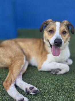 Momo -  Collie Dog Available for Adoption in Elmwood, Louisiana - Momo | PetCurious