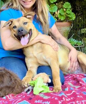 Rescue Black Mouth Cur Dogs for Adoption in Pasadena, California - Scooby Doo ** Video** | PetCurious