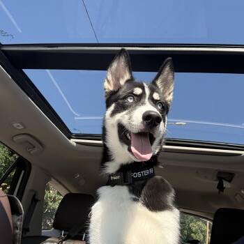Niko Blu -  Siberian Husky Dog for Adoption in Chelmsford, Massachusetts - Niko Blu | PetCurious