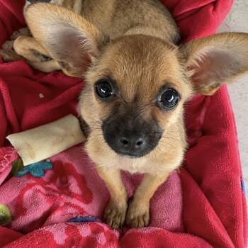 Chong -  Chihuahua and Mixed Breed Dog for Adoption in Pelham, New Hampshire - Chong | PetCurious
