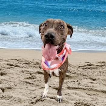 Rescue Mountain Cur and Plott Hound Dogs for Adoption in Austin, Texas - Fruit Roll | PetCurious