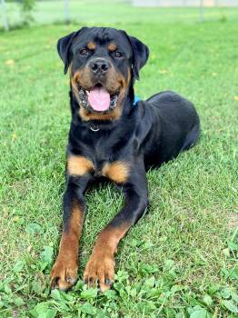 Bronco -  Rottweiler Dog for Adoption in New Albany, Ohio - Bronco | PetCurious