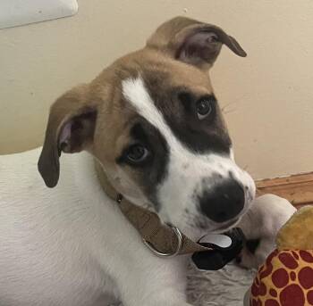 Sebastian Surprise - LOCAL PUP -  Hound and Great Pyrenees Dog for Adoption in Andover, Massachusetts - Sebastian Surprise - LOCAL PUP | PetCurious