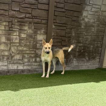 Raya 7081 -  German Shepherd Dog Dog for Adoption in Loxahatchee Groves, Florida - Raya 7081 | PetCurious