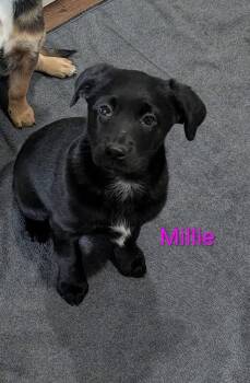 Jack Russell Terrier and Standard Poodle Dogs Available for Adoption in Elizabethtown, Pennsylvania - Millie | PetCurious