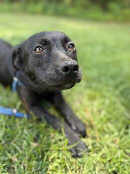 Homer -  Mixed Breed Dog for Adoption in Winnsboro, South Carolina - Homer | PetCurious