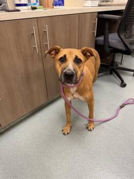 Rescue Black Mouth Cur and Mixed Breed Dogs for Adoption in Baytown, Texas - CARMINE | PetCurious