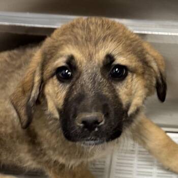 Mixed Breed Dogs Available for Adoption - 104620 | PetCurious