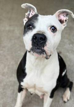 Pit Bull Terrier Dogs Available for Adoption in Chicago, Illinois - Gabrielle | PetCurious