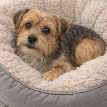 Yorkshire Terrier Dogs Available for Adoption - JULIAN | PetCurious